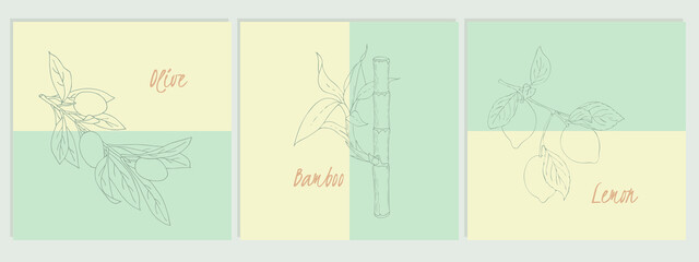 Collection of fruit banners. Set of summer doodle contour olives lemon bamboo. Vector illustration