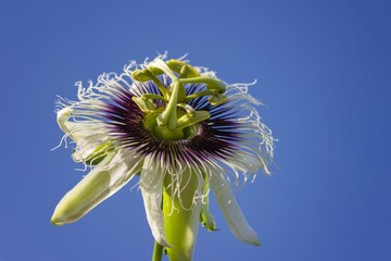 Closeup shot of the Passiflora caerulea against a blue sky