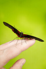 Black butterfly Papilio rumanzovia on human fingers close-up