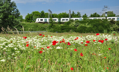 Poppies and Train, Hitchin, UK