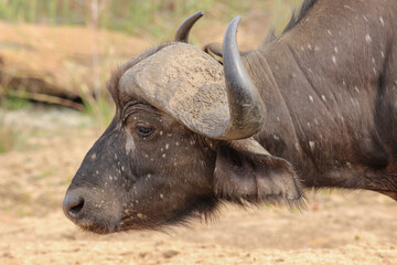 Obraz premium African Buffalo, Kruger National Park, South Africa