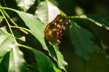 Obraz premium butterfly on leaf