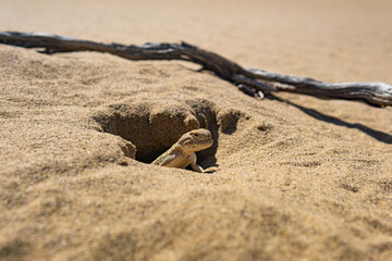 toadhead agama lizard in its burrow in the sand of the desert