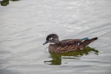 Female Wood Duck