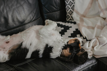 dog