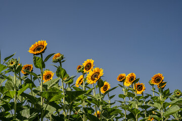 Sunflowers with blue sky in the background.
