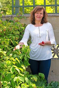 Woman picking raspberries in the fruit and vegetable garden.