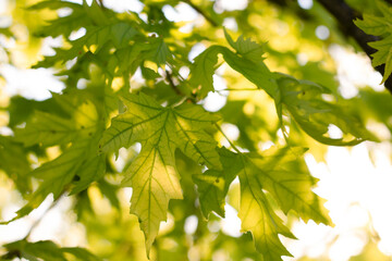 Fototapeta na wymiar maple leaves in the sun