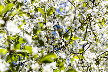 white blossoms of cherry tree on sunny spring day