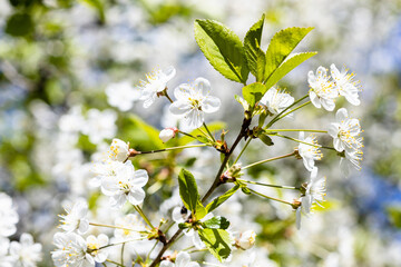 white flowers on twig of cherry tree closeup