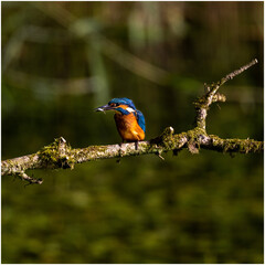 Kingfisher with Catch