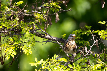 Sweet fieldfare sitting on the tree with some food in the beak