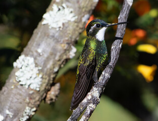 Male White-throated Mountain-gem hummin gbird