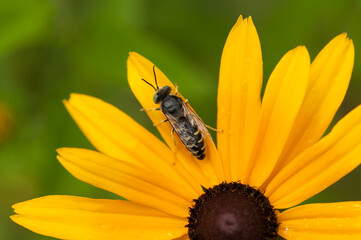 wasp on flower