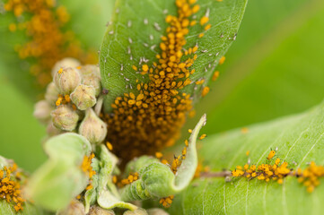many yellow aphids on green leaves