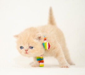 little persian cat kitten portrait