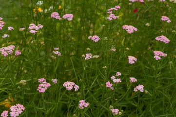pink flowers (yarrow) in the garden