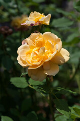 yellow rose in garden