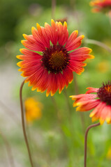 Gaillardia wildflowers in the park