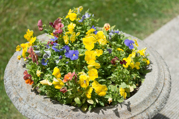 multi colored pansies in a stone urn in the sun