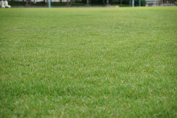 芝生の広がり