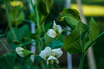 Snap peas growing in a raised bed outdoors. White flowers from a snap pea plant.