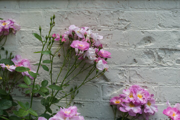 pink flowers on the wall