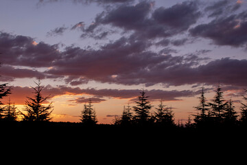 sunset over the forest