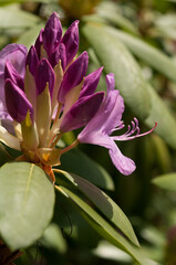 Rhododendron flower buds close up