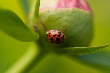 ladybug contemplating life partly beneath a giant pink peony flower bud