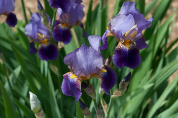 irises in the sun