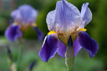 two iris blossoms isolated on a green bokeh background (one out of focus)