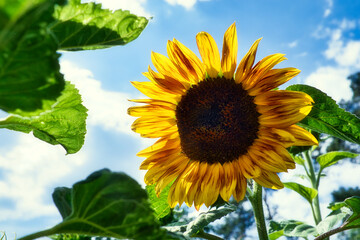 Sunflower - Sonnenblume