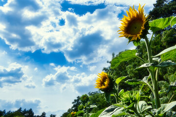 Sunflower - Sonnenblume