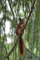 Eichhörnchen