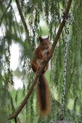 Eichhörnchen