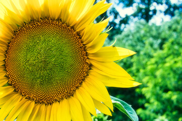 Sunflower - Sonnenblume - High quality photo