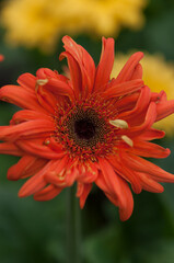 gerber daisy