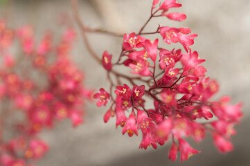 pink blossoms