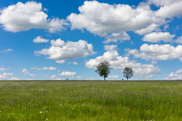 A green meadow on a sunny spring day