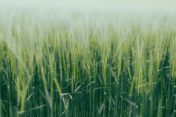 Field of immature barley with shallow depth of field