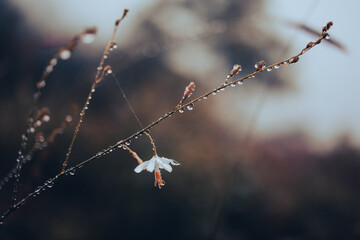 A lonely branch with flower with dew drops on a gloomy day