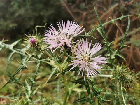 Closeup of purple milk thistle flowers (Galactites tomentosa) growing in a garden