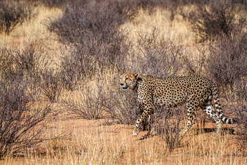 Cheetah walking in dry land in Kgalagadi transfrontier park, South Africa ; Specie Acinonyx jubatus family of Felidae