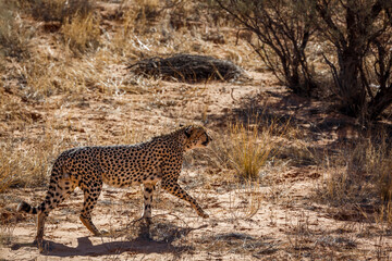 Cheetah walking backlit in dry land in Kgalagadi transfrontier park, South Africa ; Specie Acinonyx jubatus family of Felidae