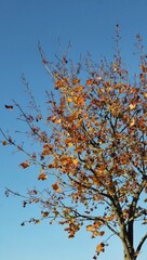 Autumn tree with sky