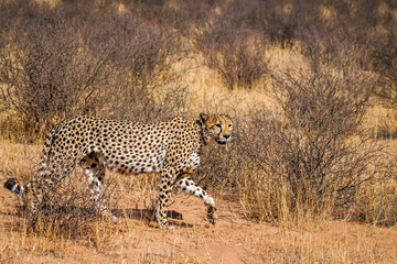 Cheetah walking in dry land in Kgalagadi transfrontier park, South Africa ; Specie Acinonyx jubatus family of Felidae