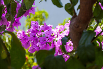 Small pink flowers background