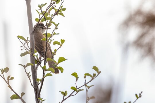 Great reed warbler perched on a tree branch