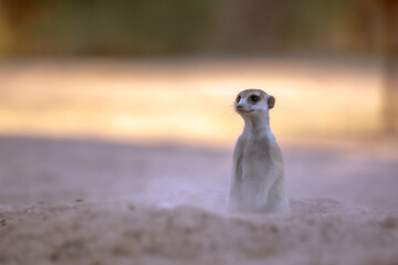 Meerkat in alert out of den in Kgalagadi transfrontier park, South Africa; specie Suricata suricatta family of Herpestidae